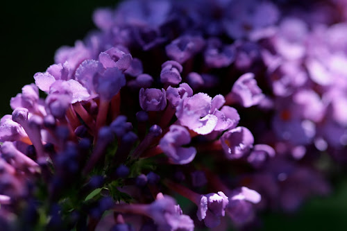 A Bluebonnet in Beantown: July 2010
