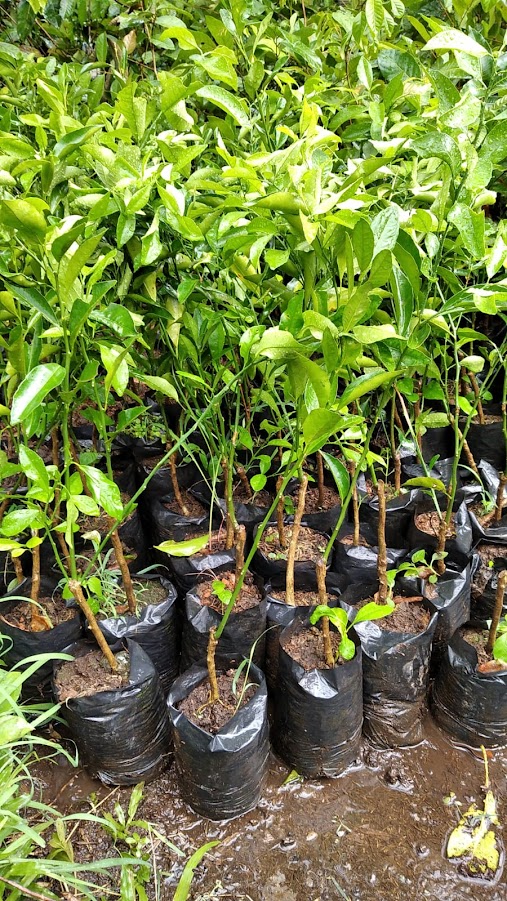 bibit jeruk santang harga terbaik petani Bali