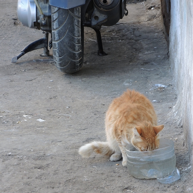 'Marokkaanse katten'-week - 2