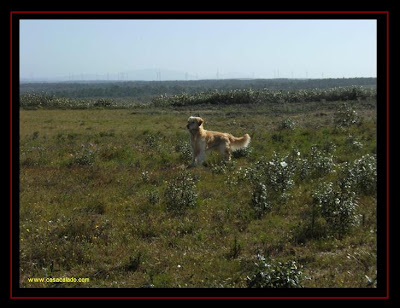 golden retriever