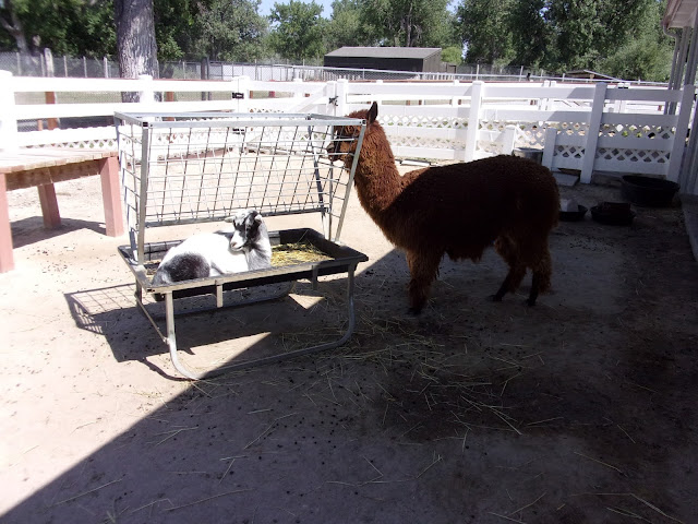 A goat lying in a food tray and an alpaca standing next to the tray