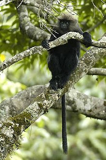 Nilgiri Langur