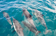 Sea Life on the way to Catalina Island (dsc )