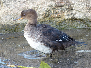 Lophodytes cucullatus - Harle couronné - Mergus cucullatus