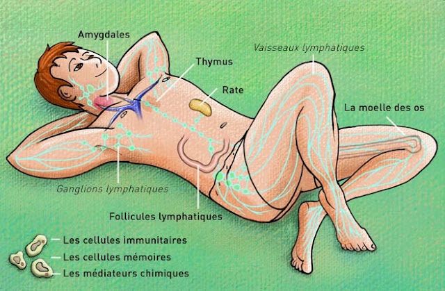  Le systéme immunitaire