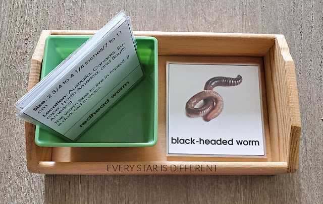 Types of Worms Nomenclature and Description Cards