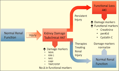 Acute Kidney Injury Biomarkers