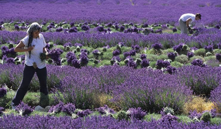 Okay , jeng jeng... ni lah tempat ladang lavender di Provence , France ...