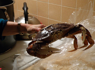 Crab Being Lifted off ice and into pot