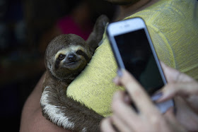 Local sloths are taken from the wild and used for harmful selfies with tourists, in Manaus, Brazil.