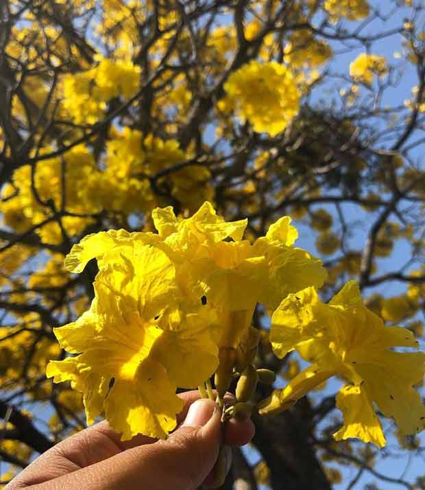 Begini Cara Menanam Merawat Tabebuya atau Tabebuia sp