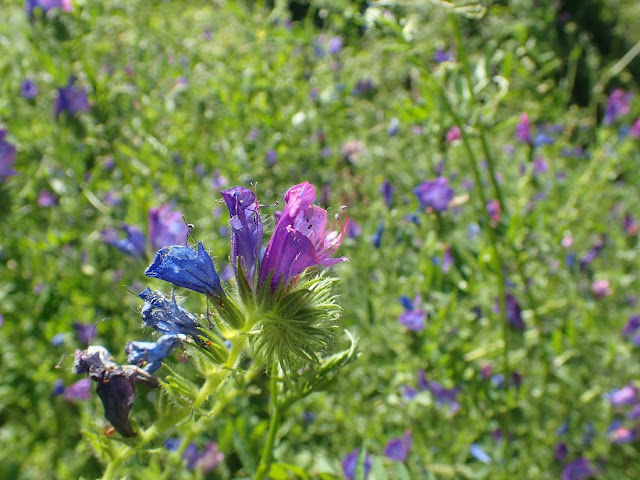 Echium vulgare