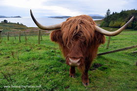 Highland Cow Scotland