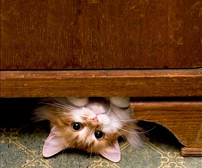 Funny Cat Pictures Collection Seen On www.coolpicturegallery.net