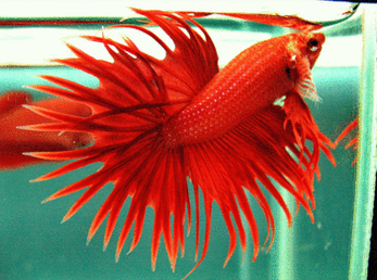 Gambar Ikan  Laga Betta splendens IKAN  LAGA