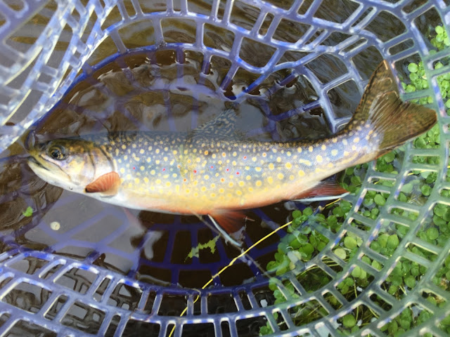 Red Brook Wareham MA Trout