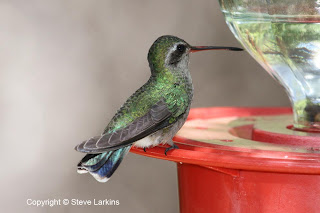 Broad Billed Hummingbird (Female)