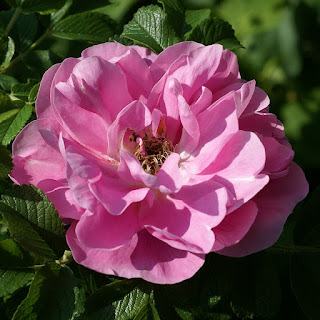 Rosier dans un jardin - Possiblement un Rosier rugueux (Rosa rugosa) ou une espèce proche