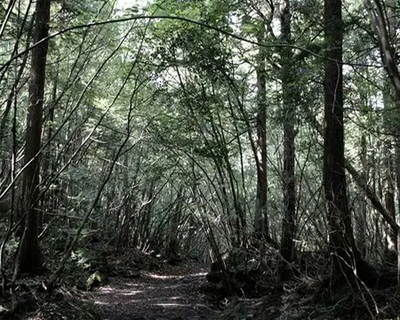 Solucion Escape from Japan Suicide Forest Juegos de Escape