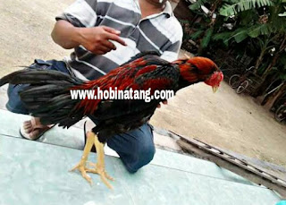  Ayam bangkok dikenal sebagai ayam aduan atau ayam petarung yang handal 10 Jenis Ayam Bangkok Terbaik dan Bagus untuk Dipelihara