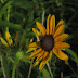 Today's Flowers:  Brown-Eyed Girl