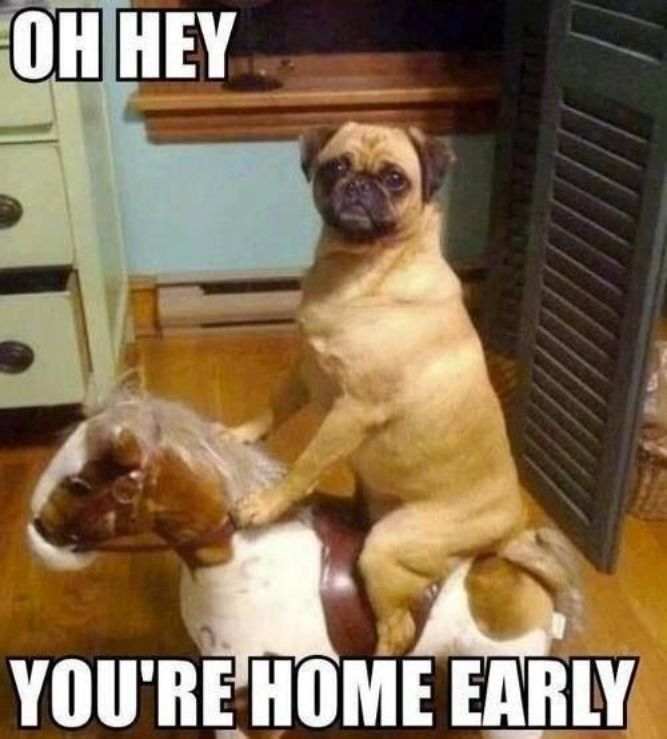 You are home early! - Funny Dog Memes, pictures, photos, images, pics, captions, jokes, quotes, wishes, quotes, SMS, status, messages, wallpapers.