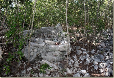 HawksbillIMG_2110