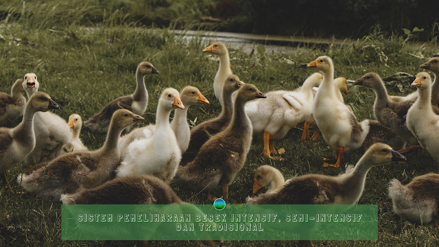 Sistem Pemeliharaan Bebek Intensif, Semi-Intensif Dan Tradisional