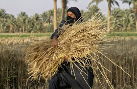 http://www.businessinsider.com/r-exclusive-islamic-state-militants-seize-wheat-from-state-silos---iraq-grain-board--2014-13