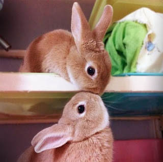 Funny Cute Animals Kissing