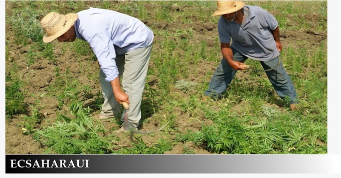 Medio millón de personas de 60.000 familias viven del cultivo de resina de cannabis en Marruecos.