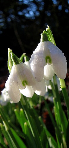 IMG_0667 (2)