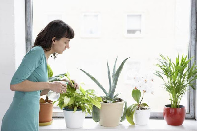 merawat tanaman indoor