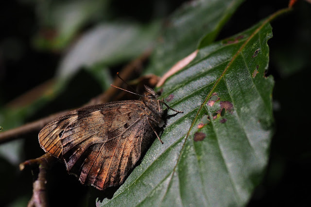 Ein Schmetterling mit hochgeklappten Flügeln