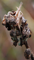 Gríllidos (Gryllidae) 