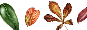 image of four differnt paintings of leaves