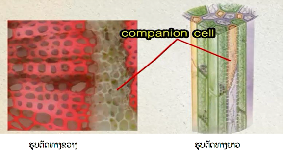 ເປັນເນື້ອເຫຍື່ອຖາວອນທີ່ປະກອບດ􀀁້ວຍກຸ􀀂່ມຈຸລັງຊະນິດດຽວກັນ ເຮັດໜ􀀁້າທີ່ຢ່􀀂າງດຽວກັນ, ແບ່􀀂ງ ອອກໄດ້􀀃ຫລ􀀅າຍຊະນິດ ຕາມຕຳແໜ່􀀂ງທີ່ຢູ່ ຫລ􀀅ື ຕາມໜ້􀀁າທີ່  ແລະ  ສ􀀄່ວນປະກອບພາຍໃນຈຸລັງ ໄດ້􀀃ແກ່􀀂: Parenchyma, Sclerenchyma, Epidermis  ແລະ  Cork cambium  1. ເນື້ອເຫຍື່ອພາເຣນໄຄມາ (Parenchyma)  ຄືເນື້ອເຫຍື່ອພື້ນຖານທີ່່ພົບມັກເປັນອົງປະກອບພື້ນຖານ ຂອງອະໄວຍະວະ ຫລື ໂຄງສ້າງຕ່າງໆຂອງພືດ ເຊັ່ນ: ເປືອກ (Cork) ແລະ ແກນ (Pith) ໃນລຳຕົ້ນ ຫລື ຮາກ, ຊັັ້ນ Mesophyll ຂອງໃບ ຫລື ຊັັ້ນທີ່ເປັນເນື້ອນຸ້ມ ຫລື ສ່ວນທີ່ຮັບປະທານໄດ້ຂອງຄົນ ສ່ວນໃຫຍ່ຈະເປັນເນື້ອເຫຍື່ອ Parenchyma      ນອກຈາກນີ້ ຍັງພົບຈຸລັງ Parenchyma ແຊກຊ້ອນຢູ່ ຫລື ເປັນອົງປະກອບສ່ວນໜຶ່ງຂອງເນື້ອເຫຍື່ອລໍາລຽງນໍ້າ ແລະ ເນື້ອເຫຍື່ອລຳລຽງອາຫານ ເຊິ່ງເນື້ອເຫຍື່ອ Parenchyma ຈະປະກອບດ້ວຍຈຸລັງທີ່ມີຊີວິດ ມີພະຫນັງຈຸລັງບາງ ໂດຍຈະເຮັດໜ້າທີ່ຫລາຍຢ່າງ ທັັ້ງນີ້ຂື້ນຢູ່ກັບຕຳແໜ່ງ ແລະ ອົງປະກອບພາຍໃນຈຸລັງເຊັ່ນ: ການສະສົມສານຕ່າງໆ, ການສັງເຄາະດ້ວຍແສງ    2. ເນື້ອເຫຍື່ອຄໍເລນໄຄມາ (Collenchyma) ເນື້ອເຫຍື້ອຕໍ່ມາຄື ເນື້ອເຫຍື່ອ ຄໍເລນໄຄມາ ເປັນເນື້ອເຫຍື່ອຄືກັບ ເນືອເຫຍື່ອພາເລນໄຄມາ ຈະມີໜ້າທີ່ເສີມຄວາມແຂງແຮງໃຫ້ແກ່ສ່ວນຕ່າງໆຂອງພືດໃນໄລຍະການຈະເລີນເຕີບໂຕ ເຊິໍ່ງທົໍ່ວໄປສາມາດພົບຈຸລັງຄໍເລນໄຄມາໄດ້ໃນລຳຕົ້ນ ແລະ ກ້ານໃບ, ເຊິ່ງປົກກະຕິແລ້ວ ຕຳແໜ່ງທີ່ສາມາດພົບເນື້ອເຫຍື່ອຄໍເລນໄຄມາ ມັກພົບຢູ່ຊັັ້ນໃຕ້ ແລະ ຕິດກັບຊັັ້ນເນື້ອເຫຍືໍ່ອຜີວ ເຊິ່ງຈຸລັງຄໍເລນໄຄມາຈະມີພະຫນັງຈຸລັງ ເຊິ່ງມີລັກສະນະສະເພາະ ໂດຍມີພະຫນັງຮອບຈຸລັງຈະໜາບໍ່ສະໝ່ຳສະເໝີກັນ    3. ເນື້ອເຫຍື່ອ ສະເຄ ເຣນໄຄມາ (Sclerenchyma)  ເປັນເນື້ອເຫຍື່ອປະກອບຂື້ນຈາກຈຸລັງທີ່ບໍ່ມີຊີວິດ ເຊິ່ງມີການສະສົມພະຫນັງຈຸລັງ ໂດຍເນື້ອເຫຍື່ອນີ້ ມີໜ້າທີ່ຫລັກໃຫ້ຄວາມແຂງແຮງໃຫ້ກັບສ່ວນຕ່າງໆຂອງພືດ    ຈຸລັງທີ່ສາມາດພົບໄດ້ໃນເນື້ອເຫຍື່ອສະເຄ ເຣນໄຄມານີ້ ແບ່ງໄດ້ 2 ກຸ່ມ ຄື:  1) ຈຸລັງເສັັ້ນໃຍ (Fiber) ຈະມີລັກສະນະຮູບຮ່າງນ້ອຍຍາວ, ຫົວທ້າຍຈຸລັງແຫລມ ຫລື ເປັນຮອຍວ້ຳ    2) ສະຄີຣິດ (Sclereid) ຈະມີຮູບຮ່າງຫລາຍແບບສ່ວນຫລາຍຈະເປັນຈຸລັງ ທີ່ມີຄວາມກວ້າງ ແລະ ຄວາມຍາວບໍ່ແຕກຕ່າງກັນຫລາຍ ໂດຍຈະມີຮອຍວ້ຳເປັນຈຳນວນຫລາຍ, ດັ່ງນັ້ນ ລັກສະນະຂອງຈຸລັງໃນຮູບພາບທີ່ຜ່າຕາມທາງຂວາງ ຈະເຫັນຮອຍທີ່ຕັດຜ່ານຮອຍວ້ຳເປັນຈຳນວນຫລາຍ ໃນພະຫນັງຈຸລັງຂອງສະຄີຣິດ, ສ່ວນຈຸລັງເສັັ້ນໃຍບໍ່ພົບເລີຍ, ອາດພົບໜຶ່ງ ຫລື ສອງແນວ   4. ເນື້ອເຫຍື່ອທໍ່ລຳລຽງ ( Vascular Tissue) ສ່ວນຕໍ່ໄປນີ້ຄືເນື້ອເຫຍື່ອທໍ່ລຳລຽງ ຈະມີການເຊື່ອມຕໍ່ກັນເປັນທໍ່ ຫລື ຫລອດ ຈາກຮາກເຖິງຕົ້ນ, ໃບ ໂດຍຈະເຮັດໜ້າທີ່ລຳລຽງອາຫານ ທີ່ສັງເຄາະຈາກໃບໄປບັງສ່ວນຕ່າງໆຜ່ານເນື້ອເຫຍື່ອລຳລຽງອາຫານ ແລະ ລຳລຽງນ້ຳ ຫລື ແຮ່ທາດ ຈາກຮາກໄປຍັງສ່ວນຕ່າງໆຂອງພືດ ໂດຍຜ່ານທາງເນື້ອເຫຍືືອທໍ່ລຳ ລຽງນ້ຳ ຫລື Xylem, ເຮົາຈະພົບເຫັນເນື້ອເຫຍື່ອທັງສອງຊະນິດນີ້ຢູ່ຕິດກັນສະເໝີ.    ໂດຍທົ່ວໄປເນື້ອເຫຍື່ອທໍ່ລຳລຽງນ້ຳ ຈະເປັນເນື້ອເຫຍື່ອທີ່ມີຄວາມສັບສົນ ທັງໃນດ້ານໂຄງສ້າງ ແລະ ຊະນິດຂອງຈຸລັງທີ່ພົບ ອາດແບ່ງເປັນ 3 ກຸ່ມຄື:  ກຸ່ມທີໜື່ງ: ຈຸລັງທໍ່ລຳລຽງນ້ຳ ຈະເຮັດໜ້າທີ່ຫລັກໃນການລໍາລຽງນ້ຳ  ກຸ່ມທີສອງ: ຈຸລັງເສັັ້ນໄຍ ຈະເຮັດໜ້າທີ່ໃຫ້ຄວາມແຂງແຮງກັບໂຄງສ້າງຂອງພືດ  ກຸ່ມທີສາມ: ຈຸລັງພາເລນໄຄມາ ເຮັດໜ້າທີ່ເກັບນ້ຳ ແລະ ໜ້າທີີ່ອື່ນໆ   ໂດຍຈຸລັງທໍ່ລຳລຽງນັັ້ນແບ່ງເປັນ 2 ຊະນິດ ຄື: ຈຸລັງ Vessel membrer ແລະ Tracheid ເຊິ່ງລັກສະນະສຳຄັນທີ່ແຕກຕ່າງລະຫວ່າງຈຸລັງ 2 ຊະນິດນີ້ ຄື: ຈຸລັງ Vessel ຈະມີລັກສະນະຂອງຮູທະລຸ ທີ່ບໍລິເວນຫົວ-ທ້າຍຂອງຈຸລັງ ທີ່ເອີ້ນວ່າ: ເພີໂຟເຣເຊີນ ເພດທ໌ (Perforation Plate) ເຊິ່ງຈະບໍ່ພົບໃນລັກສະນະແບບນີ້ໃນເທັກຄິດ (Tracheid)  ຕາມປົກກະຕິ ເນື້ອເຫຍື່ອລຳລຽງອາຫານຖືເປັນເນື້ອເຫຍື່ອທີ່ພົບໃນເພດທ໌ ທີ່ມີທໍ່ລຳລຽງເຊັ່ນດຽວກັນກັບທໍ່ລຳລຽງນ້ຳເຊິ່ງຈຸລັງທີ່ພົບໃນເນື້ອເຫຍື່ອລຳລຽງອາຫານ ອາດແບ່ງໄດ້ເປັນ 4 ກຸ່ມ ຄື:  1) ຈຸລັງລໍາລຽງອາຫານ: ເປັນຈຸລັງທີ່ເຮັດໜ້າທີ່ລຳລຽງອາຫານ ໄດ້ແກ່: ຊີບວ໌ ທູບບ໌ ແມມເບີ (Sieve tube member) ເຊິ່ງເປັນຈຸລັງທີ່ມີຊີວິດຢູ່ ຫາກແຕ່ຍັງບໍ່ມີນີວເຄລຍສ໌ (nucleus) ບໍລິເວນພະນັງຈຸລັງ, ສ່ວນປາຍຈະມີຮູ ເຊິ່ງເອີ້ນວ່າ: ຊິບວ໌ ເພລດທ໌ (Sieve plate) ໂດຍຈະເປັນທາງໃຫ້ໂປຣໂຕພລາສ (Protoplas) ພາຍໃນໄປມາລະຫວ່າງຈຸລັງທີ່ຢູ່ໃກ້ກັນ    2) ຈຸລັງປະກົບ (Companion Cell): ເປັນຈຸລັງທີ່ຢູ່ຂ້າງທໍ່ລຳລຽງອາຫານ ເຊິ່ງຈະເປັນຈຸລັງທີ່ມີຊີວິດ ແລະ ຍັງມີນີວເຄລຍສ   3) ຈຸລັງ ພາເຣນໄຄມາ (Parenchyma) ເປັນຈຸລັງທີ່ມັກສະສົມສານເທນນິນ (Tannin) ຫລື ເມັດແປ້ງ, ແຕ່ບາງຄັັ້ງຍາກທີ່ຈະແຍກຄວາມແຕກຕ່າງກັບຈຸລັງປະກົບ ເນື່ອງຈາກມີລັກສະນະຄ້າຍຄືກັນ    4) ຈຸລັງເສັັ້ນໃຍ ແລະ ສະເຄີຣິດ (Slereid) ເປັນຈຸລັງທີ່ພົບໃນເນື້ອເຫຍື່ອລຳລຽງອາຫານ ຂອງພືດບາງຊະນິດເທົໍ່ານັັ້ນ      ນັບວ່າພືດເປັນສິ່ງມີຊີວິດທີ່ມີໂຄງສ້າງປະກອບຂື້ນດ້ວຍຈຸລັງ ແລະ ເນື້ອເຫຍື່ອຫລາກຫລາຍຊະນິດ ໂດຍໃນພືດແຕ່ລະຊະນິດ ມັກຈະມີລັກສະນະທາງໂຄງສ້າງສະເພາະ ເຊິ່ງເປັນຜົນໃຫ້ຊະນິດຂອງຈຸລັງ ແລະ ເນື້ອເຫຍື່ອແຕກຕ່າງກັນ, ທັັ້ງນີ້ກໍ່ ເພື່ອຄວາມເໝາະສົມກັບໜ້າທີ່ ພ້ອມທັງສອດຄ່ອງກັບສະພາບແວດລ້ອມ ຂອງພືດທີ່ອາໄສຢູ່