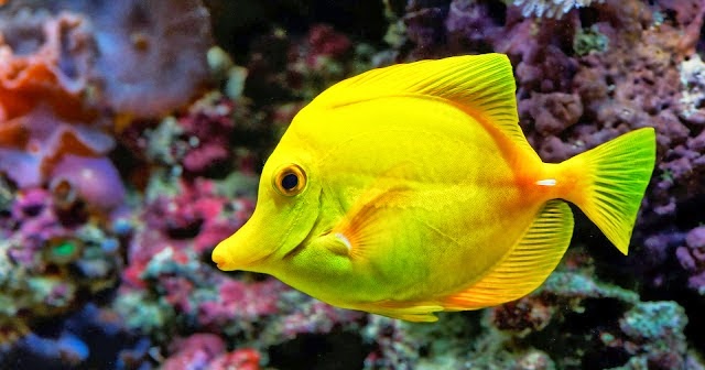 belajar bersama klasifikasi hewan  ikan pisces burung 