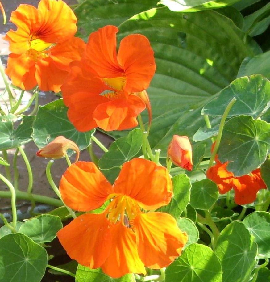 types of edible flowers Nasturtium Leaves Yellow Flowers | 875 x 913