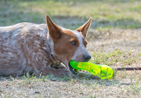 tough floating squeaking food toy