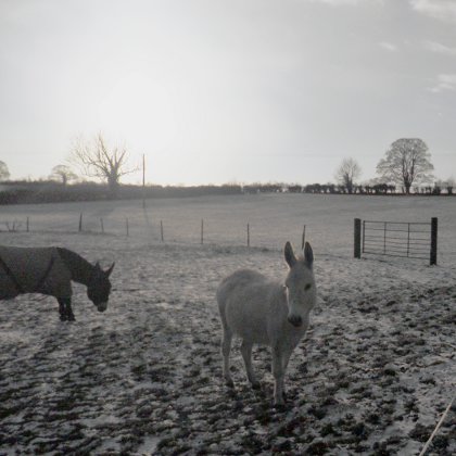 donkeys in a snowy field