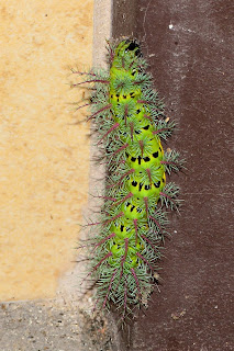 Large Fuzzy Green Caterpillar