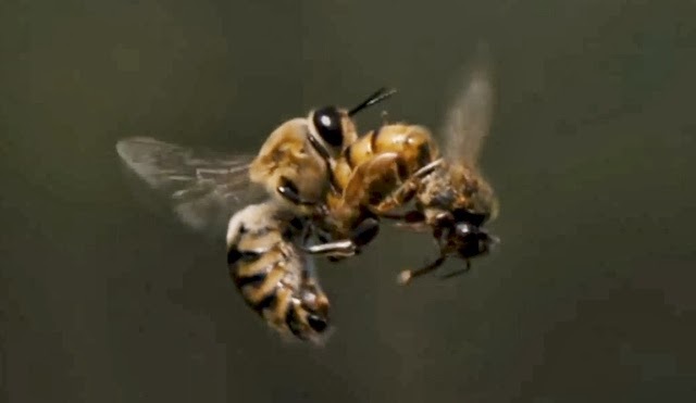 SISTEMA REPRODUCTOR DE LA ABEJA - BEE REPRODUCTIVE SYSTEM.