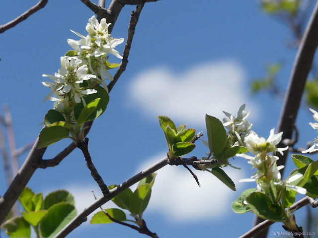 15: white flowers and blue sky