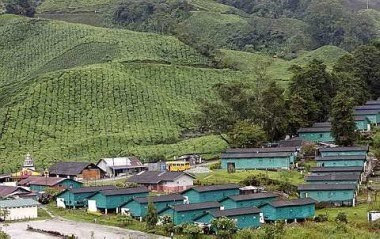 Cool conditions: Workers at the Sungei Palas tea estate (owned by Boh Plantations) are given free housing on the estate itself.