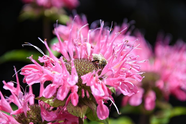 flower images download,flower images rose,flower images wallpapers,images of nature,flower images hd,images of flowers,flowers images for love,pictures of flowers and butterflies,Page Navigation