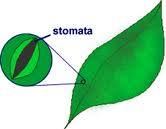 Stomata (mulut daun)