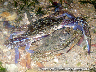 Flower Crabs (Portunus pelagicus)