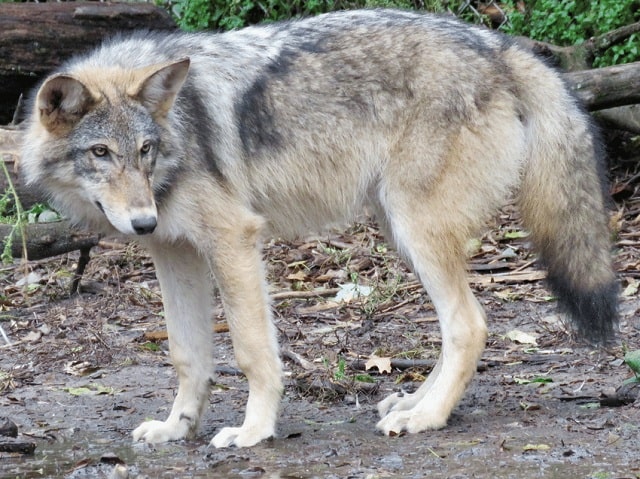 الكلب الذئب Wolf Hybrid