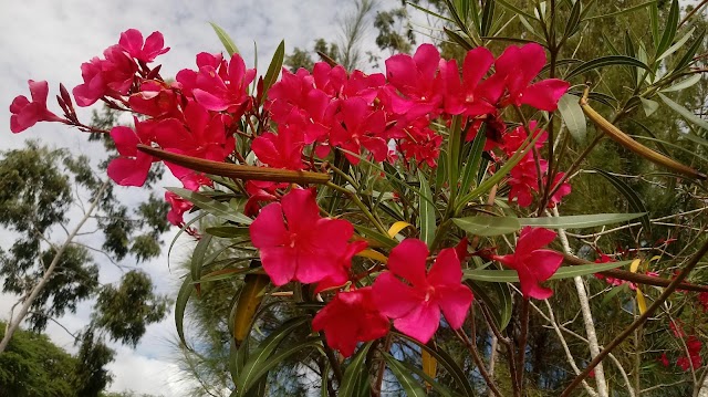 VOCÊ CONHECE A PLANTA CHAMADA DE MANDEVILA?